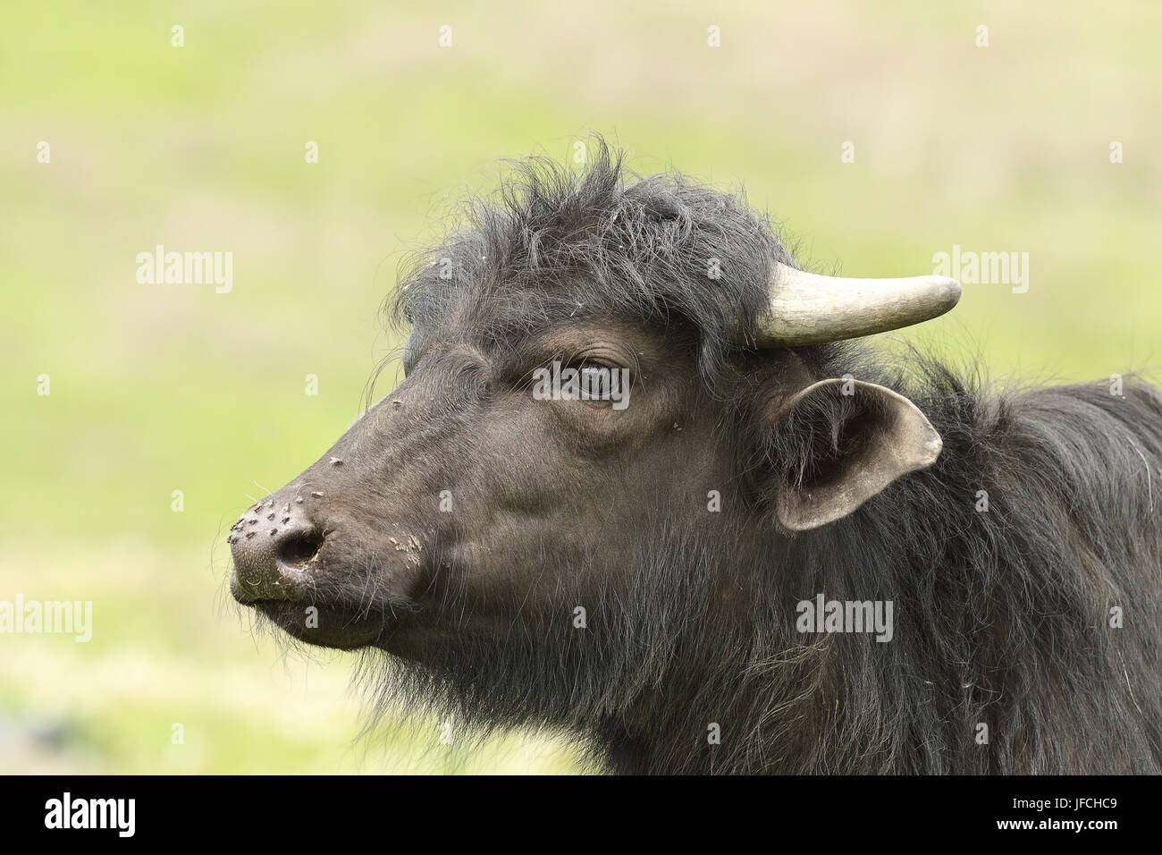 Porträt von juvenile inländischen schwarze Bufffalo mit Nase voll von fliegen (Bubalus beispielsweise) Stockfoto