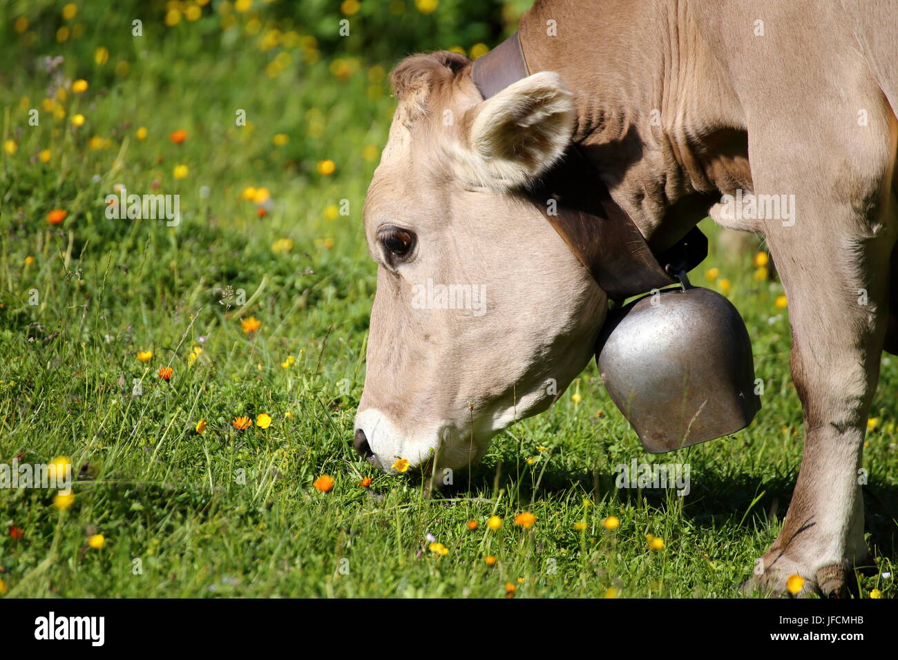 Kuh auf Blume Bereich Stockfoto