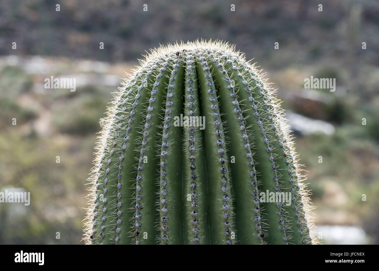 In der Nähe der oberen Kante Saguaro Kaktus Stockfoto