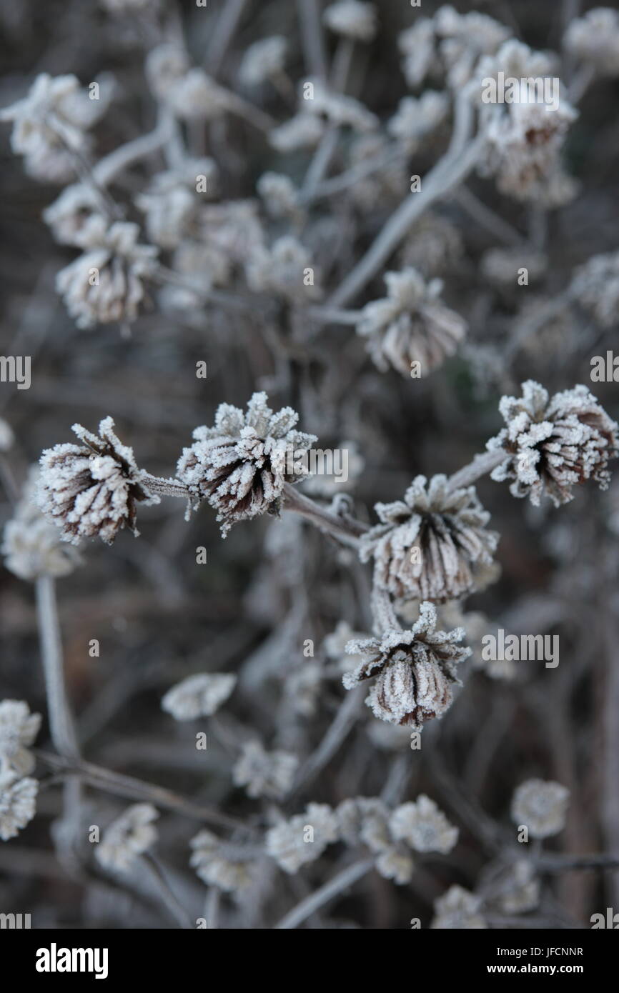 Blumen Pflanzen bedeckt in Frost, Stockfoto