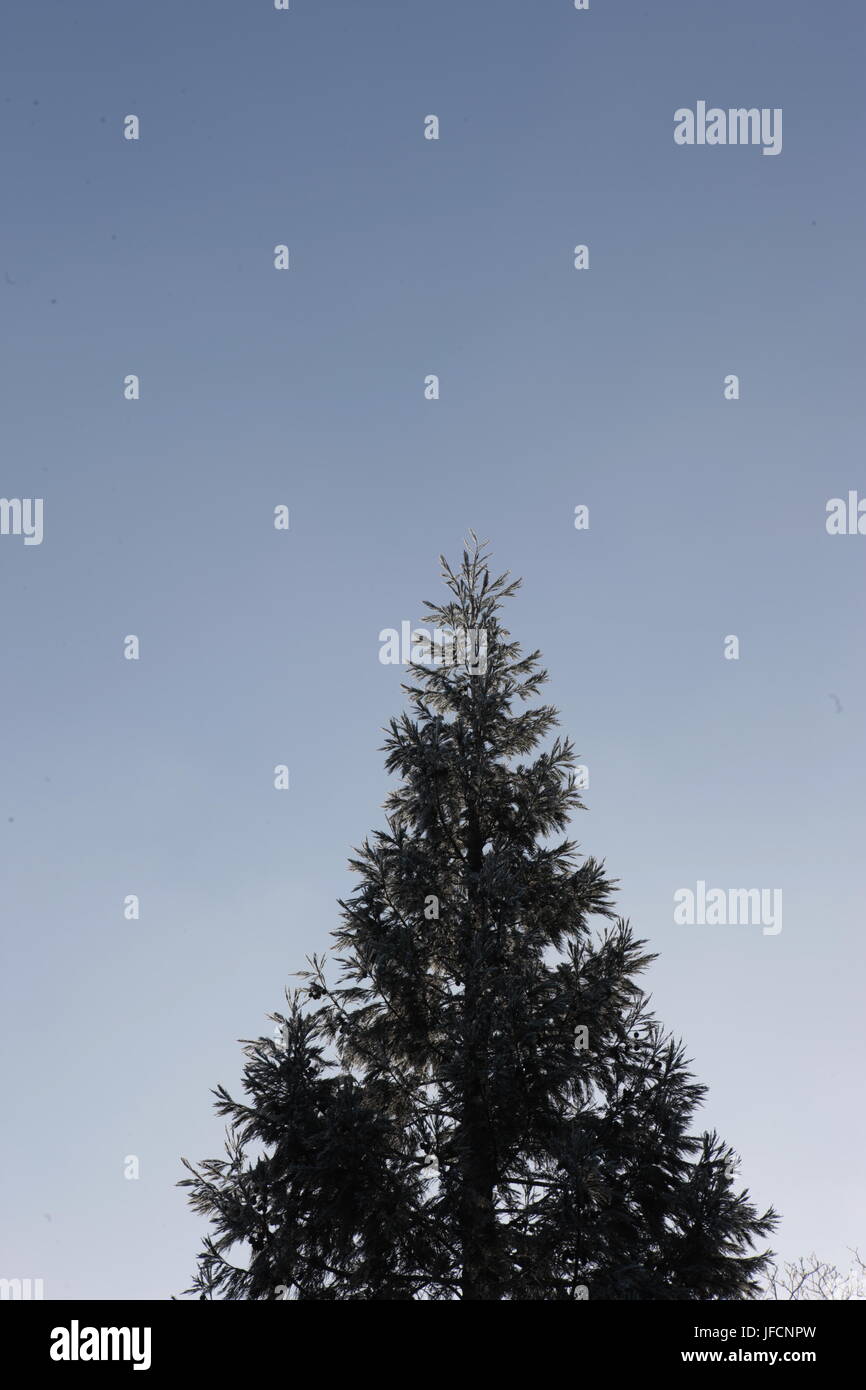 Ein Grand immer grünen Tanne, groß, stehend auf einem kalten und harten Winter Tag. Die Tanne ist die häufigste Baum als Weihnachtsbaum verwendet. Stockfoto