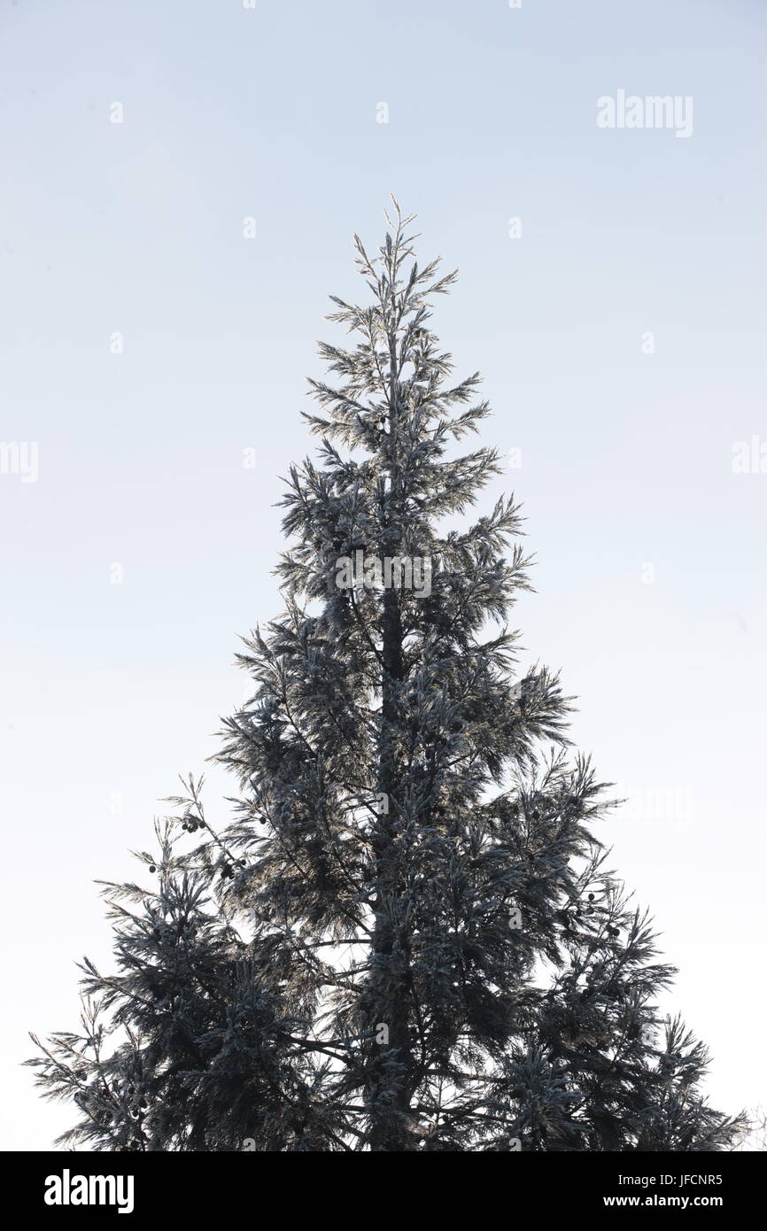 Ein Grand immer grünen Tanne, groß, stehend auf einem kalten und harten Winter Tag. Die Tanne ist die häufigste Baum als Weihnachtsbaum verwendet. Stockfoto