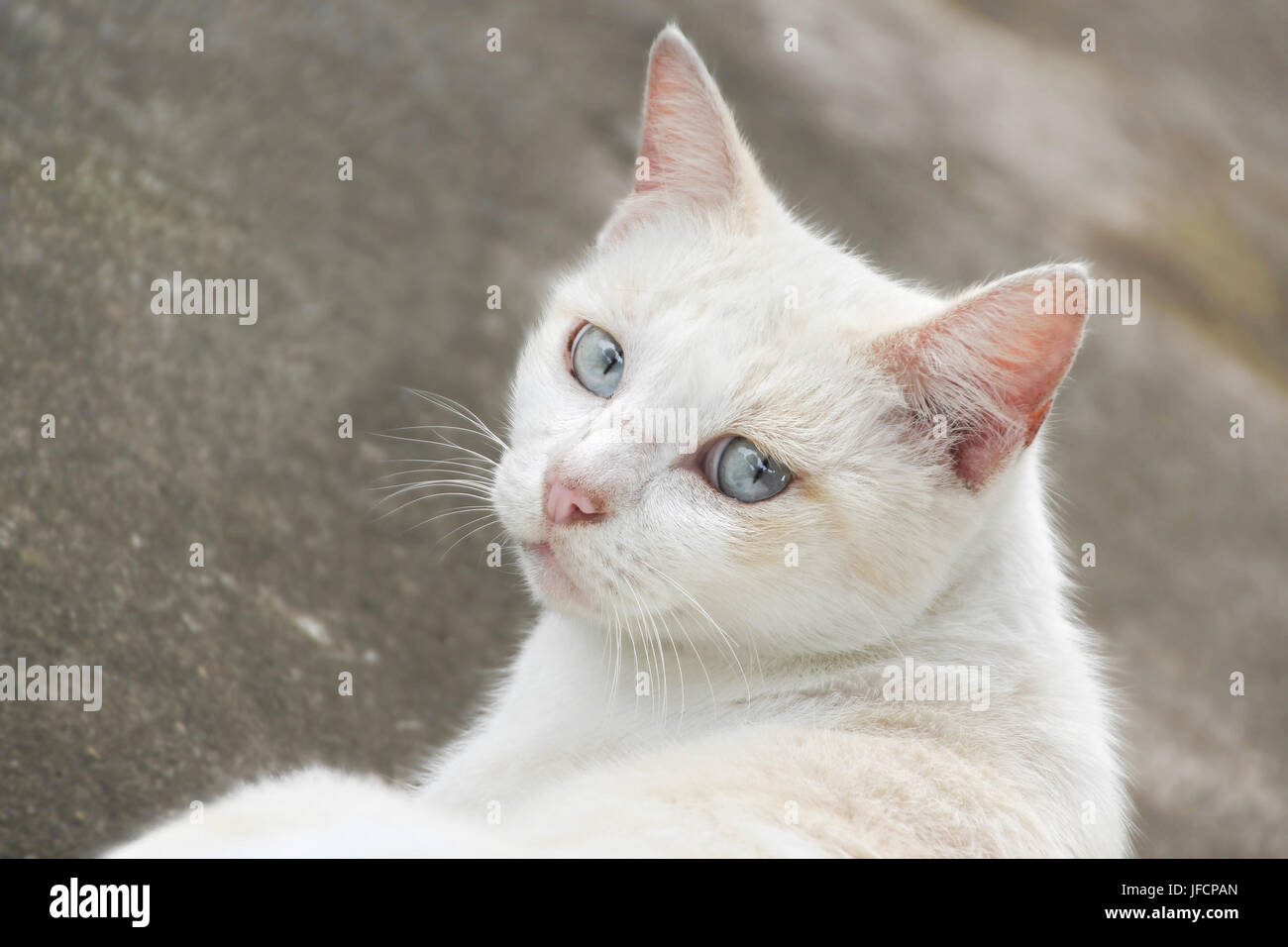 Weiße Katze legen, zwei Augen auf Sie. Stockfoto