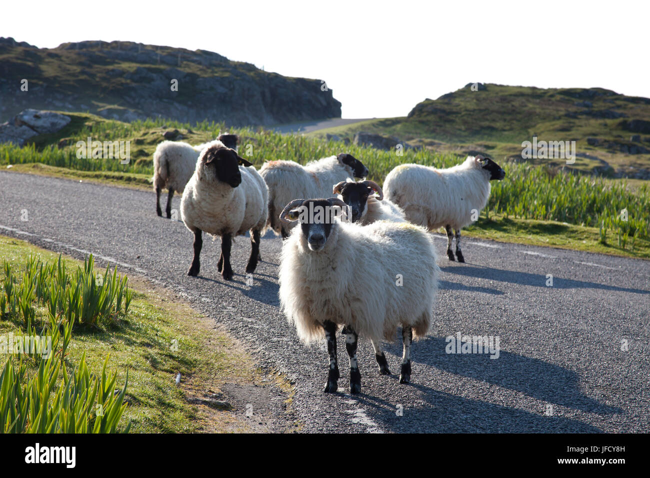 Schwarzes Gesicht Schafe, Isle of Harris, äußeren Hebriden, Schottland Stockfoto