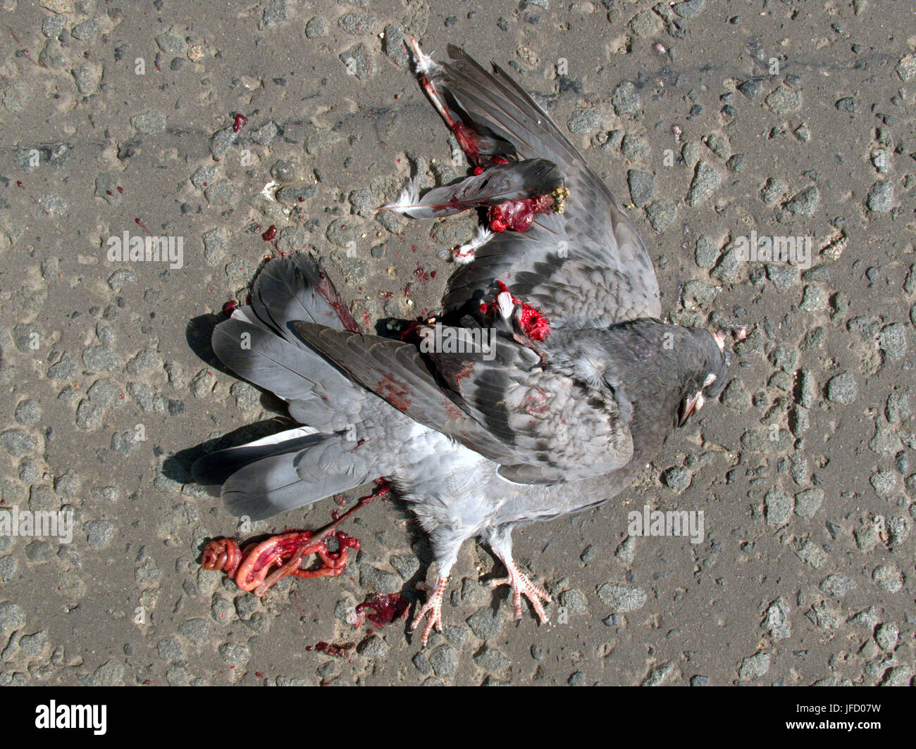 Tote Taube Vogel Roadkill fauligen verwesenden Kadaver Schnabel Krallen Beine Stockfoto