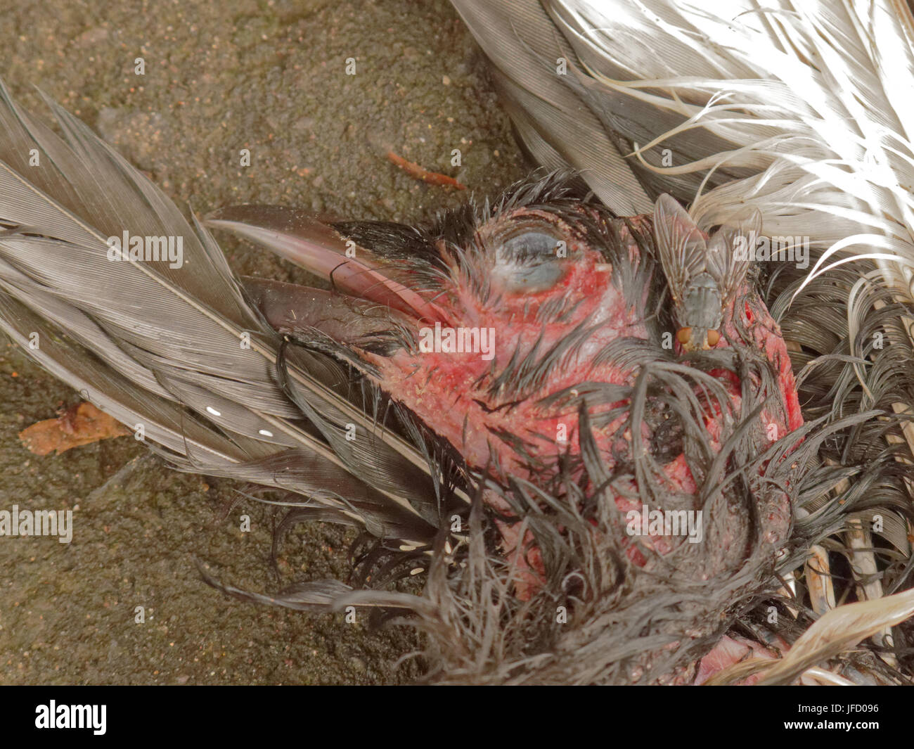 Toter Vogel Roadkill fauligen verwesenden Kadaver Schnabel Krallen Beine fliegen am Auge Stockfoto