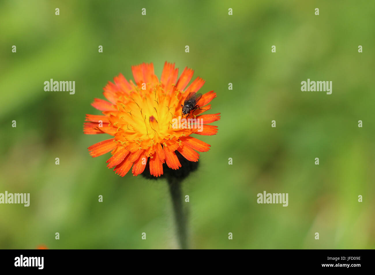 Schwarze Fliege auf einem hellen Orange Habichtskraut Blüte, Gruppe Aurantiaca, auch als Fox und Cubs Wildblumen oder Devil's Paintbrush blühen im Sommer Stockfoto