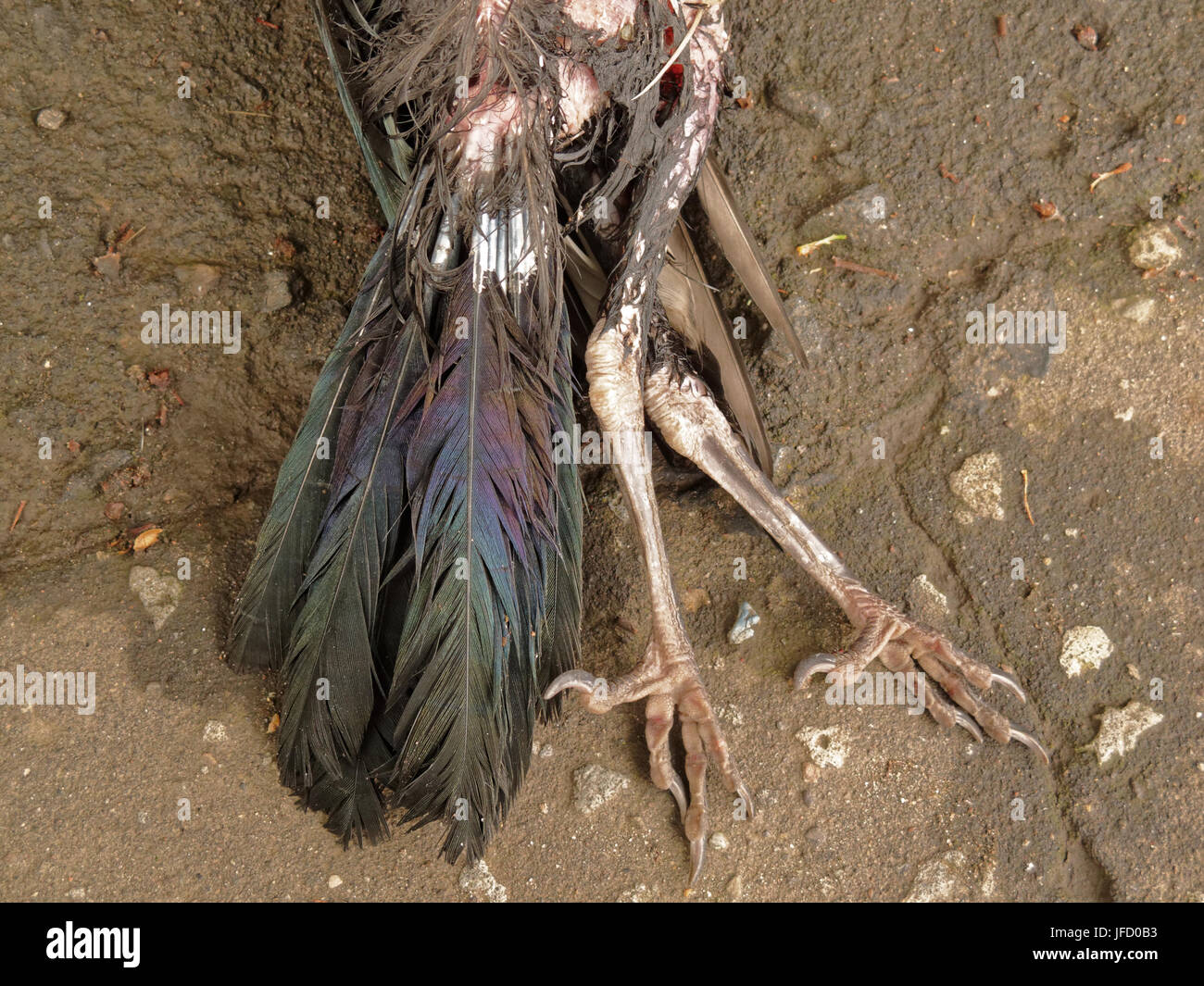 Toter Vogel Roadkill fauligen verwesenden Kadaver Schnabel, Krallen Beinen Stockfoto