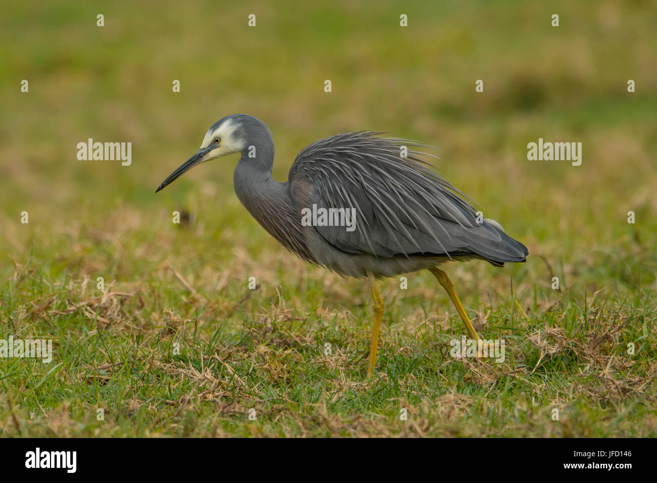 White-faced Reiher, Egretta Novaehollandiae an der Narrows, Dalrymple, Victoria, Australia Stockfoto
