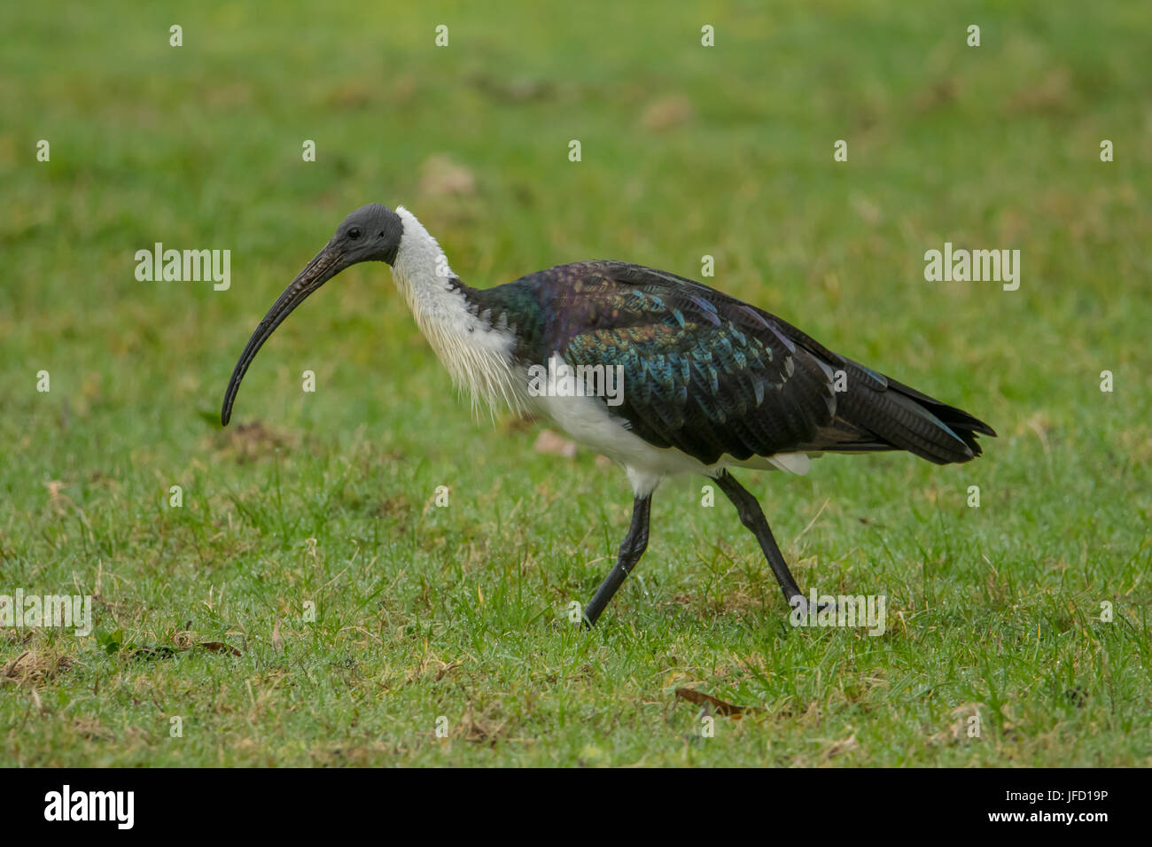 Stroh-necked Ibis Threskiornis Spinicollis am Narrows, Dalrymple, Victoria, Australien Stockfoto