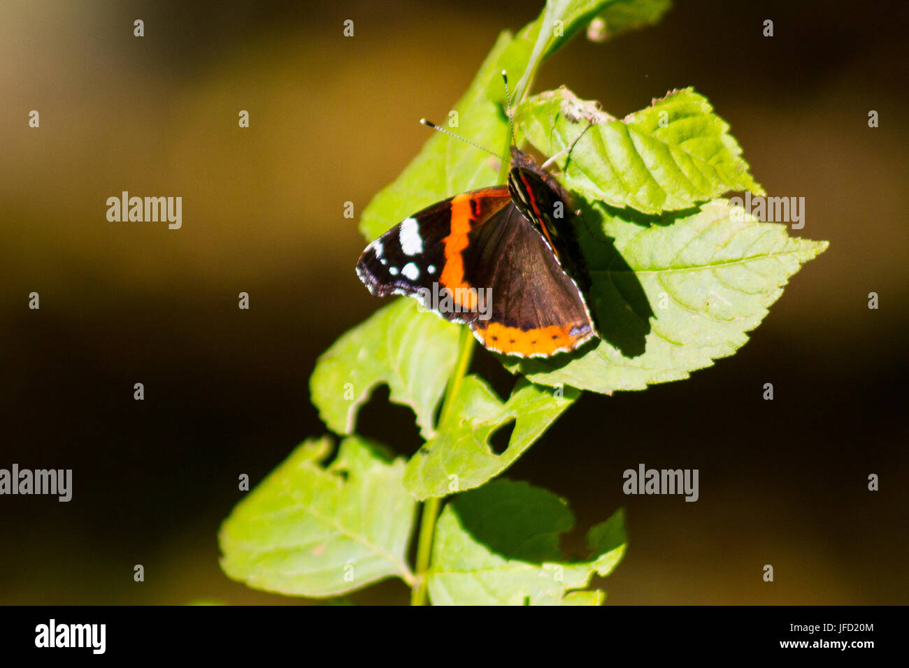 Monarch-Schmetterling auf Blatt sitzen Stockfoto