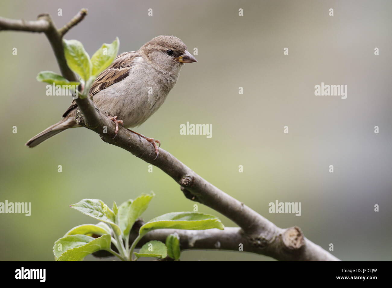 Eurasischen Feldsperling, deutschen Sparrow Stockfoto