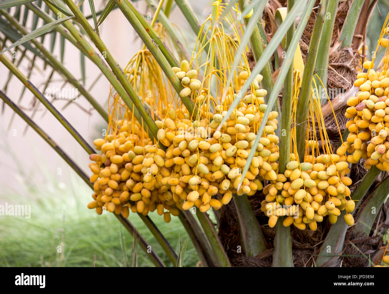 neue Saison-Termine auf einer Dattelpalme Stockfoto