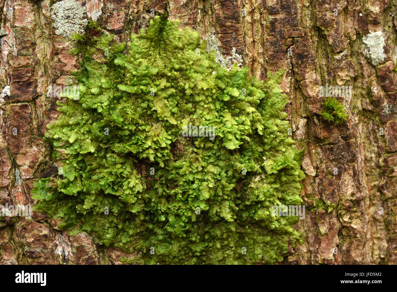 Moos; Lejeunea cavifolia; Baum Moos; Baum; Stockfoto
