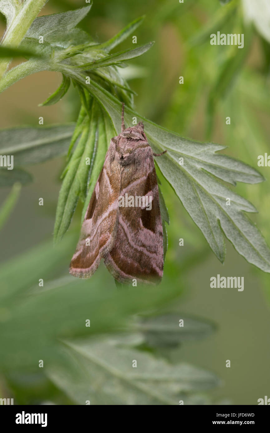 Rosagraue Beifußeule, Rosagraue Beifusseule, Rosagraue Beifuß-Eule, Rosagraue Beifuss-Eule, Eucarta Jungfrau, silbrig Gem Eulenfalter Noctuidae, Noctui Stockfoto