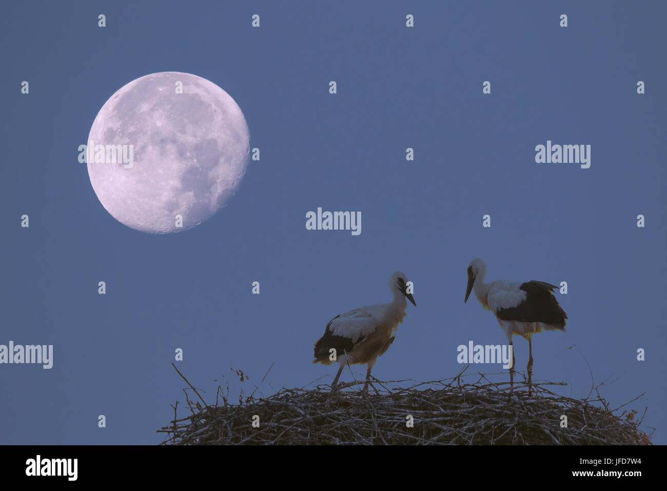 Weißstörche (Ciconia Ciconia) im Storchennest (Ciconia Ciconia) im Mondschein, Hessen, Deutschland Stockfoto