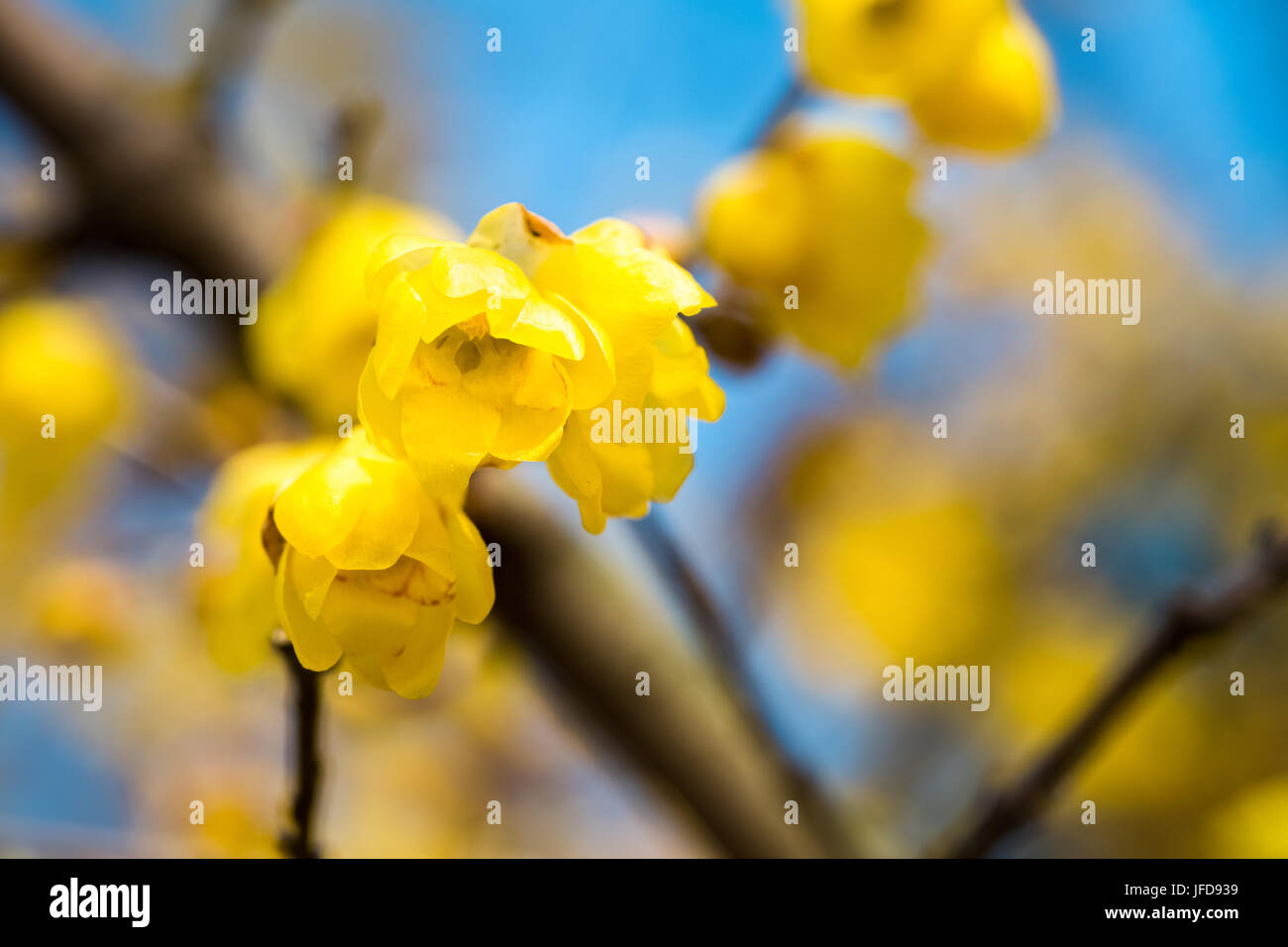 Wintersweet Blume in voller Blüte. Stockfoto