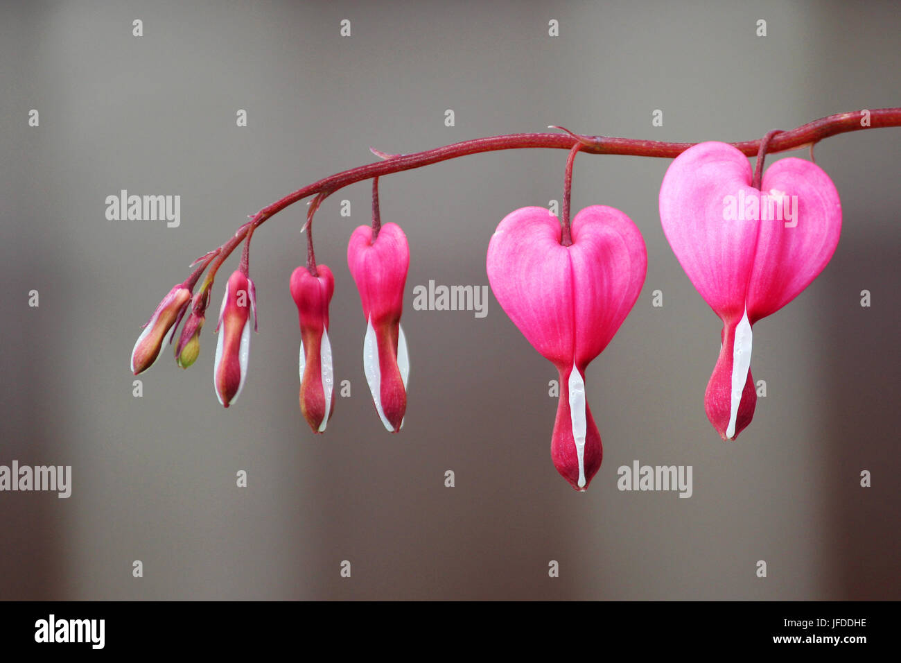 Fruhling Blumen Serie Tranendes Herz Blume Dicentra Spectabilis Stockfotografie Alamy