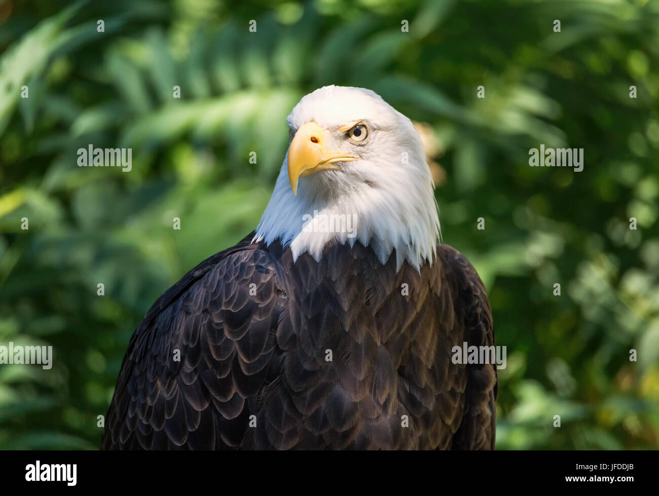 Weißkopf-Seeadler-Portrait Stockfoto