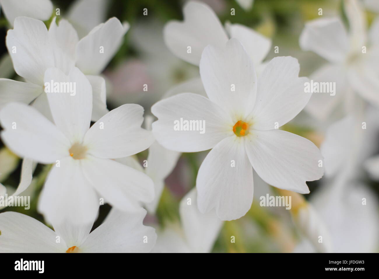 Phlox Douglasii 'Iceberg' in voller Blüte im Garten Grenze im späten Frühjahr, UK Stockfoto