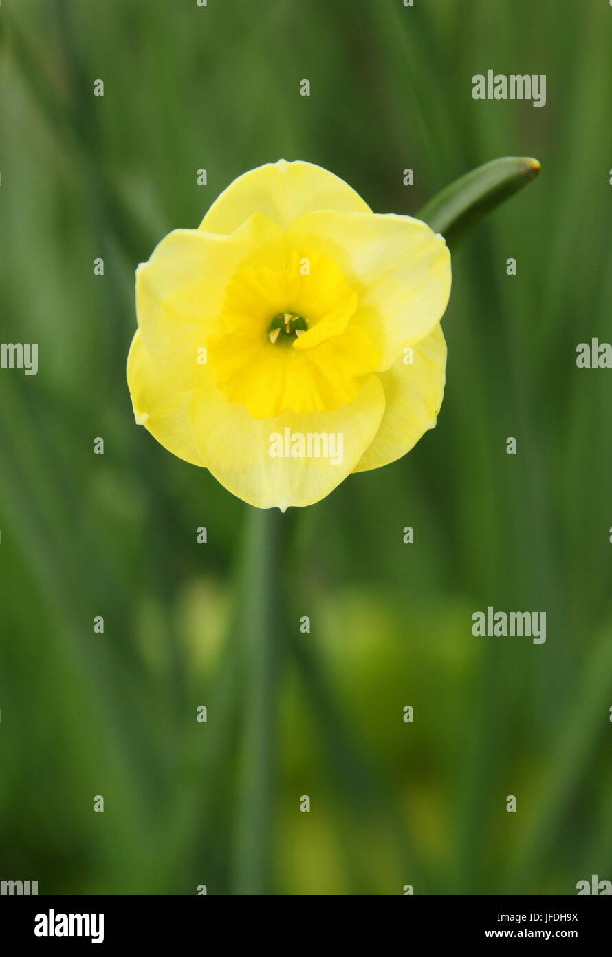 Narcissus Jonquillla "Sonnenscheibe", eine duftende Zwerg-Narzisse Blüte in der schattierten Rahmen eines englischen Gartens im April, UK Stockfoto