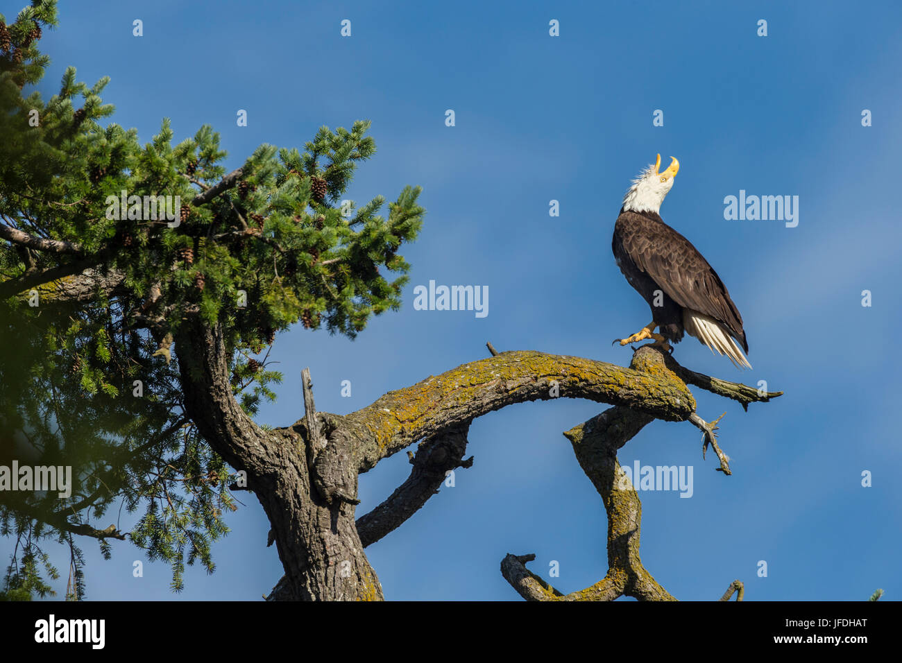 Weißkopf-Seeadler Mutter thront und mit der Aufforderung in Douglasie mit Blick auf Roberts Bay-Sidney, British Columbia, Kanada. Stockfoto