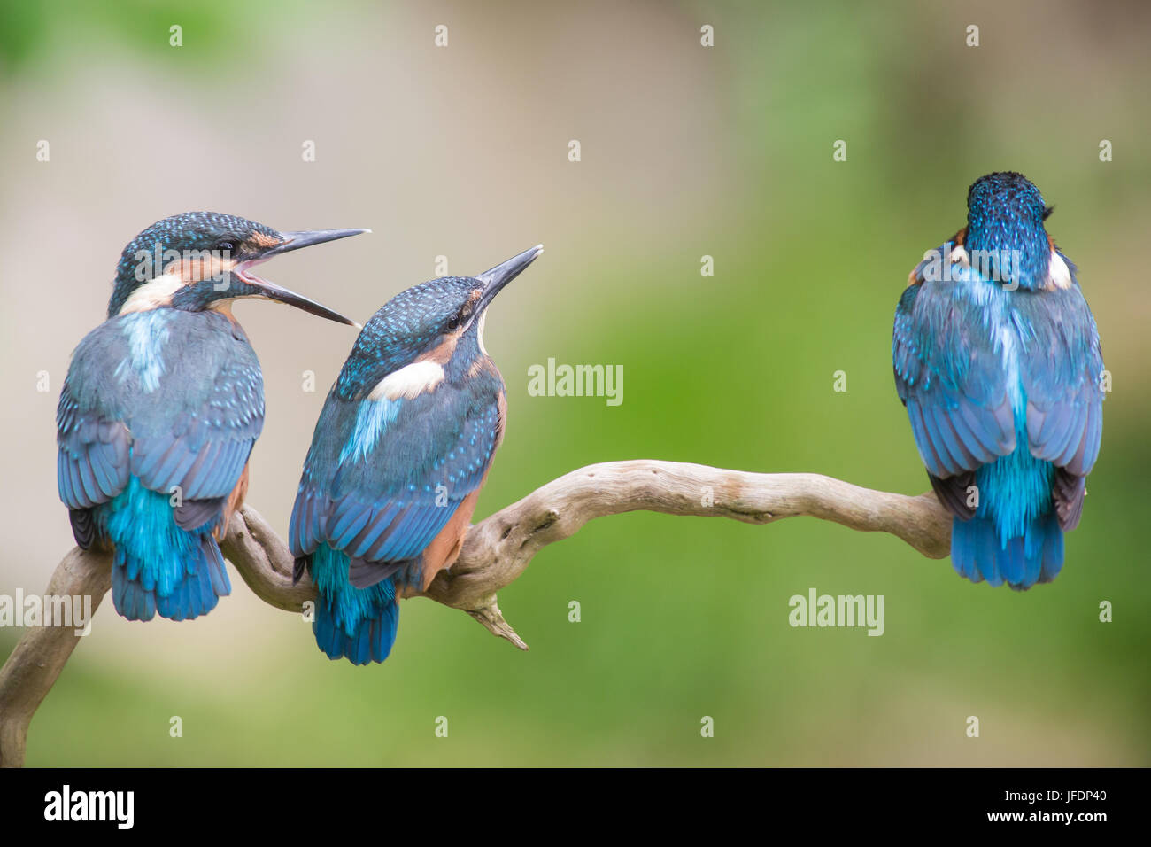 Eisvogel Stockfoto