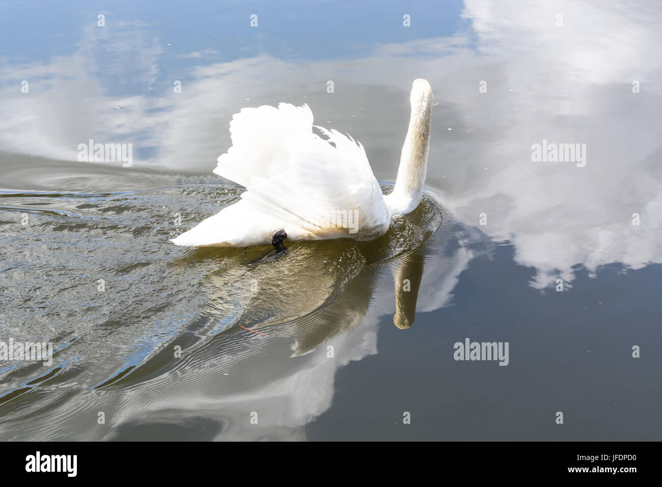 White Swan an einem See. Stockfoto
