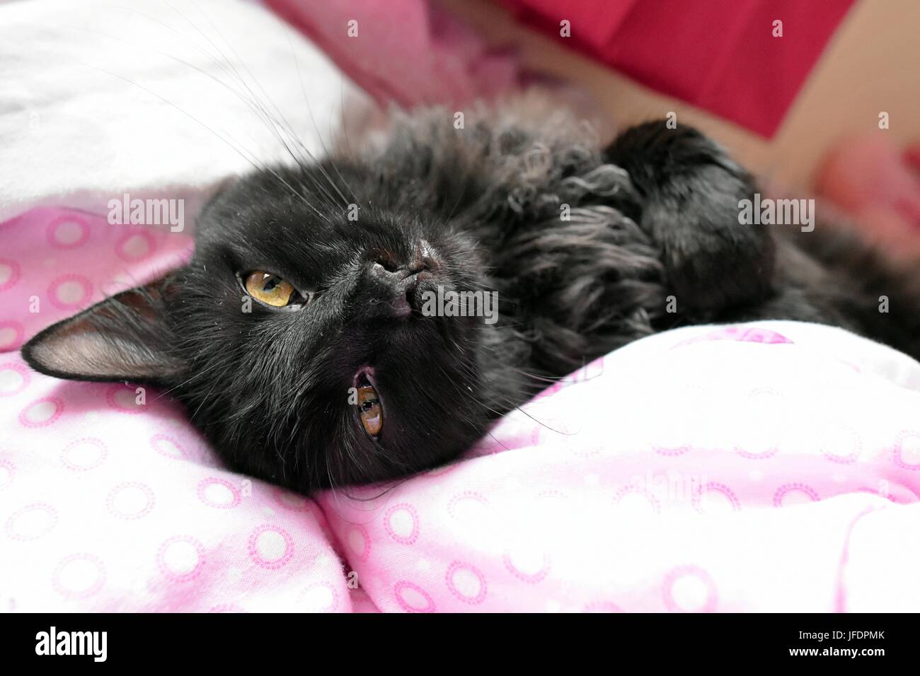 Schwarze Katze auf EINEM Bett auflegen Porträt. Stockfoto