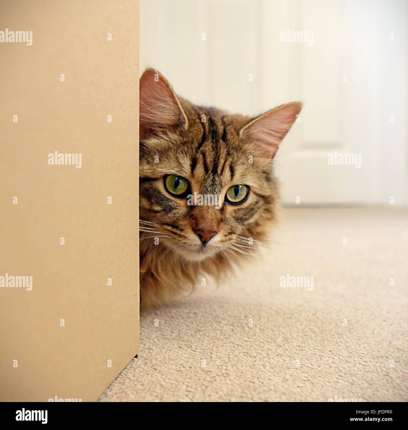 Tabby Katze versteckt sich hinter einem Karton Stockfoto
