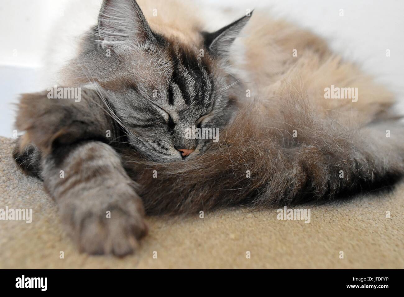 Schlafende Rassekatze Ragdoll Stockfoto