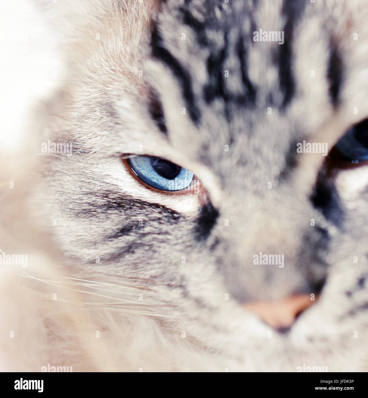 Ragdoll Seal Lynx Tabby Katze Gesicht selektiven Fokus Portrait. Stockfoto