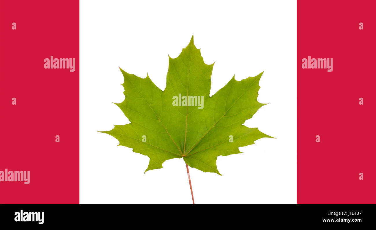 Eine grüne Ahorn Blatt in der Flagge von Kanada. Stockfoto