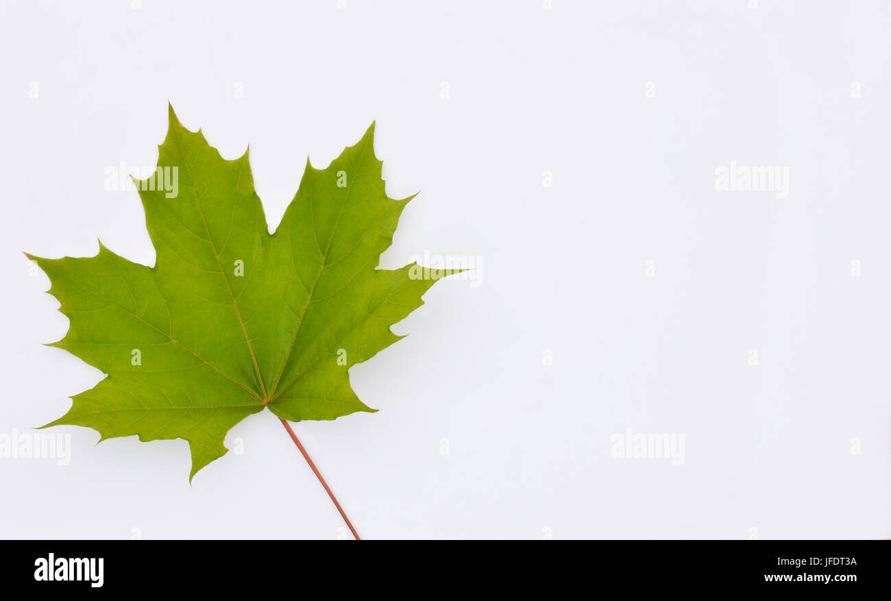 Green Maple Leaf isoliert auf weißem Hintergrund mit Platz für Typ Stockfoto