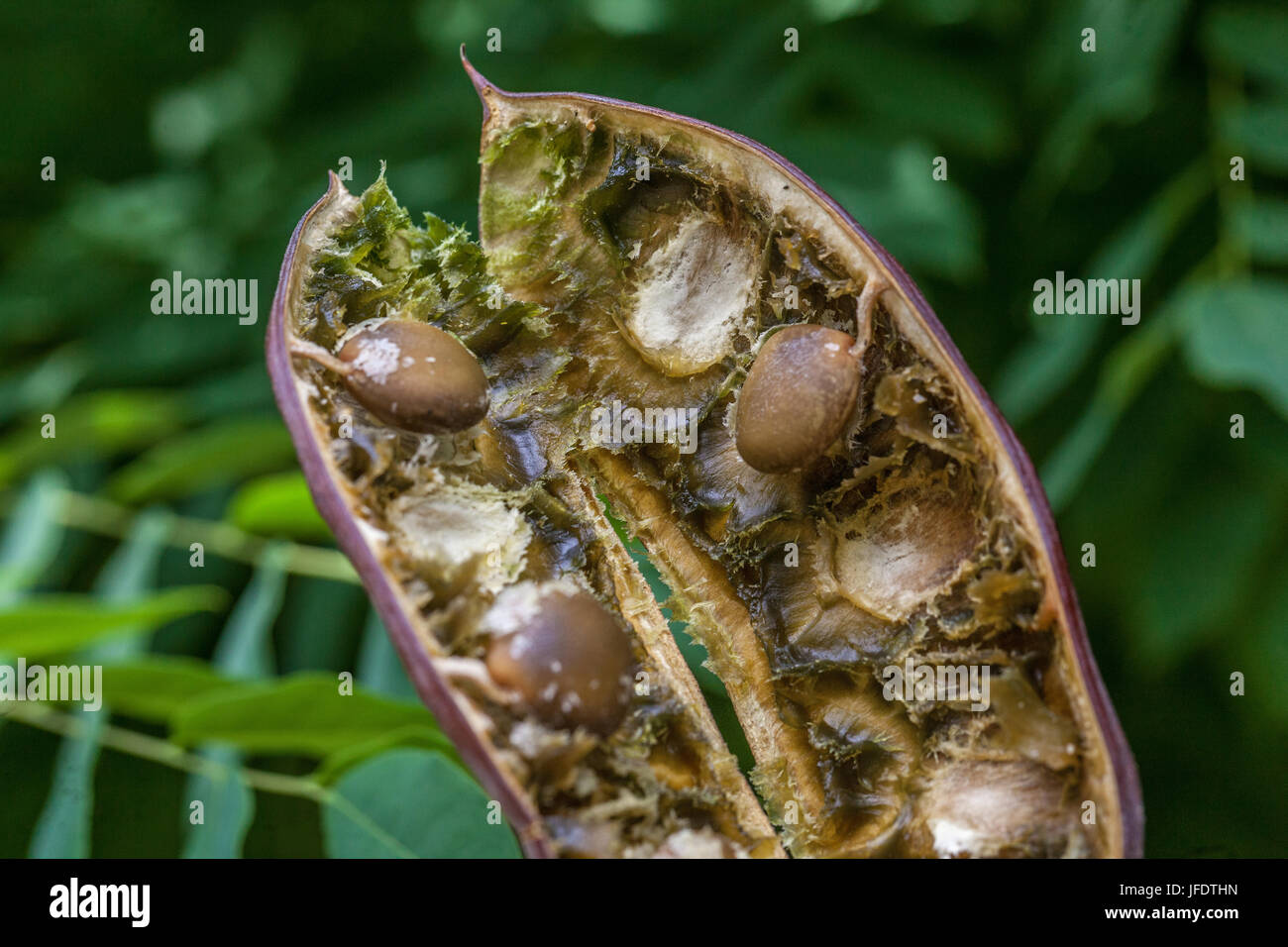 Kentucky Coffeetree, Gymnocladus Dioicus, Obst, Hülsen und Balken Stockfoto