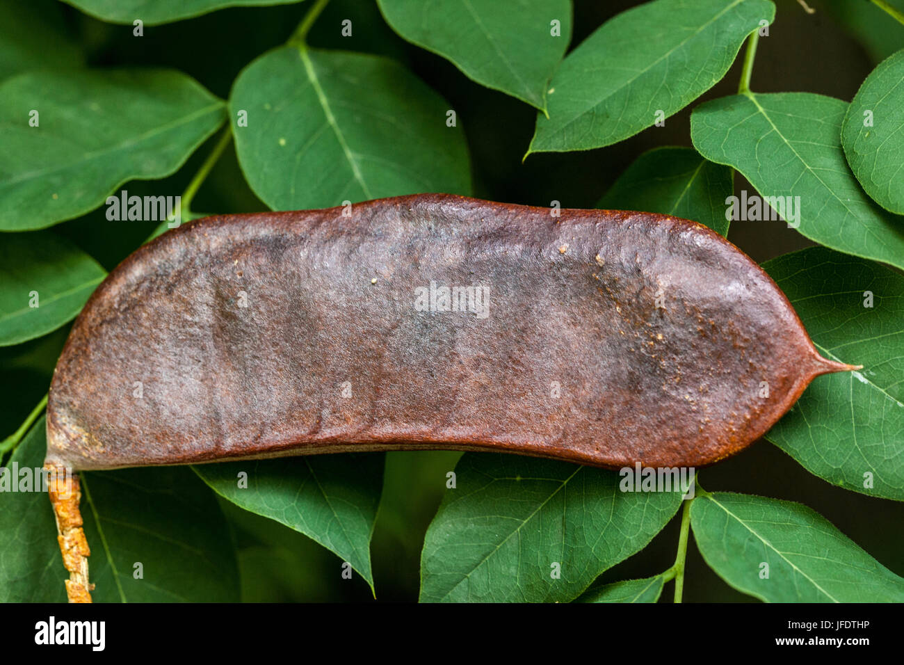 Kentucky Coffeetree, Gymnocladus Dioicus, Früchte, Hülsen Stockfoto