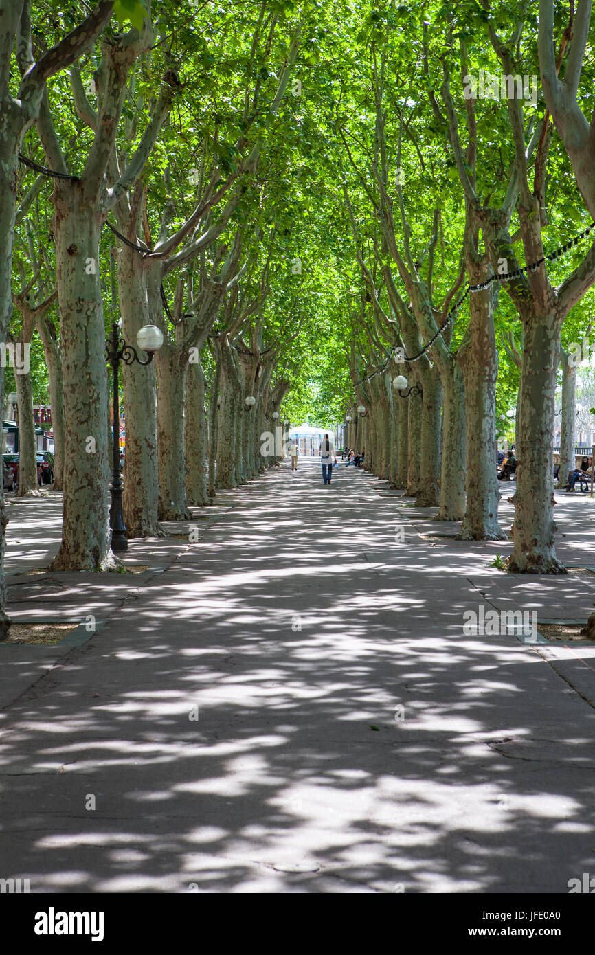 Allee der Bäume in Frankreich Stockfoto