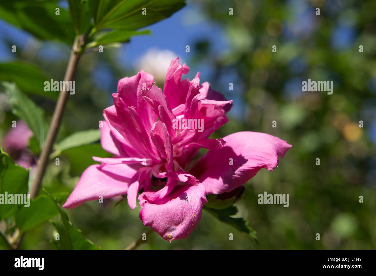 Pfingstrose in voller Blüte Stockfoto