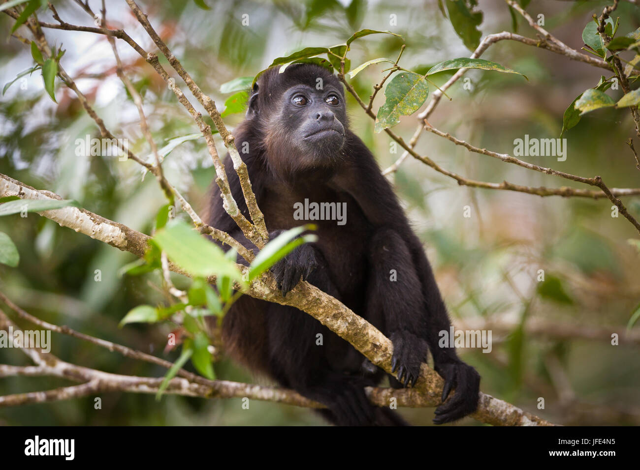 Die Tierwelt Panamas mit einem überzogenen Howler Monkey, Alouatta palliata, im Regenwald des Soberania-Nationalparks, Provinz Colon, Republik Panama. Stockfoto