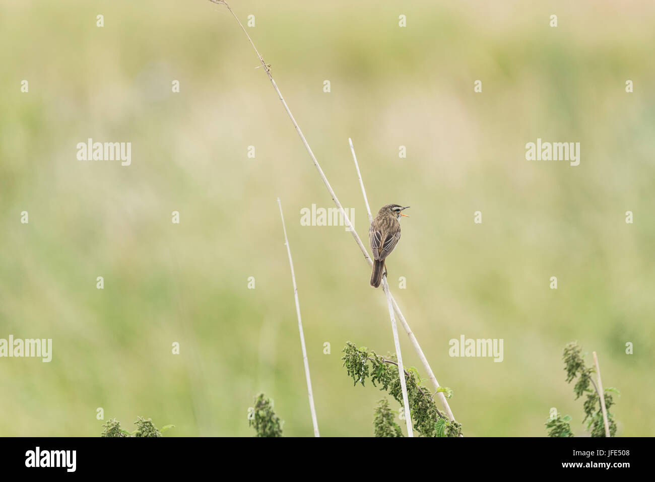 Ein Schilfrohrsänger (Acrocephalus Schoenobaenus) auf ein Rohr Stockfoto