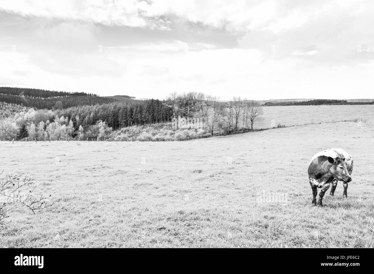 Kuh grasen in das grüne Gras Stockfoto