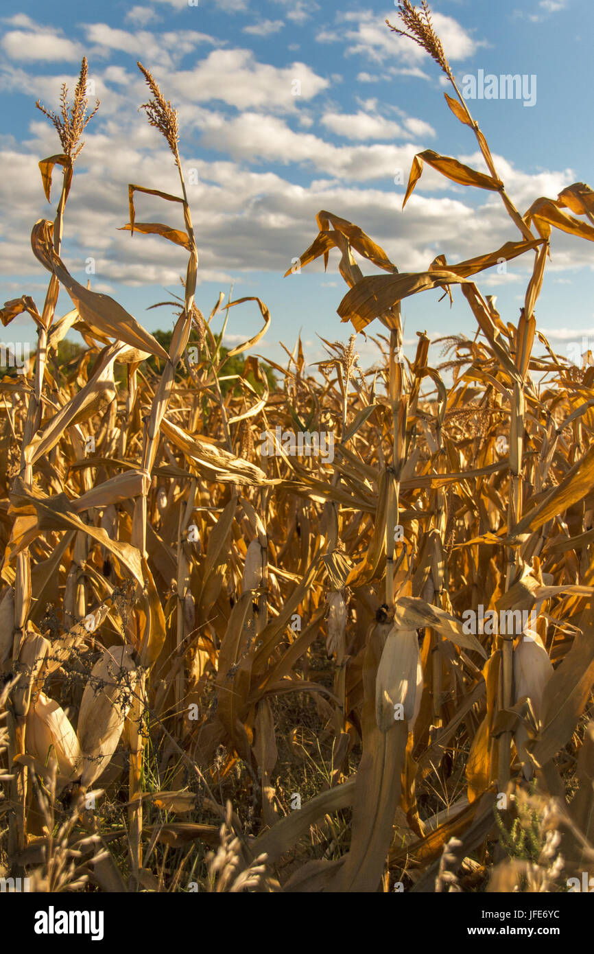 Goldene Ernte Stockfoto