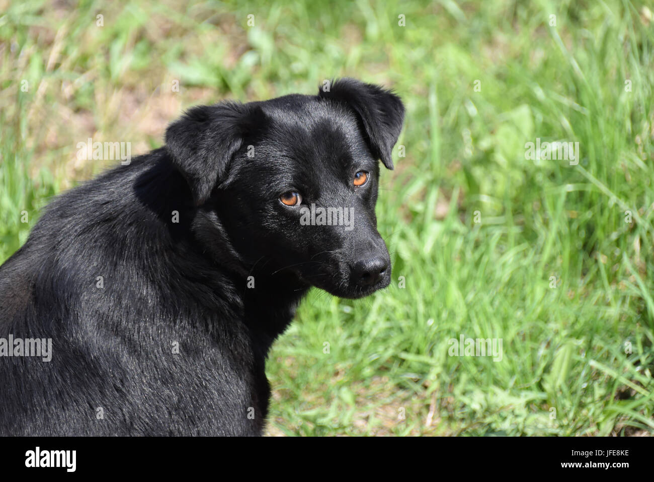 Schwarzer Hund mit glänzendem Haar vor grünem Hintergrund, können für Haustier Kalenderblatt Stockfoto