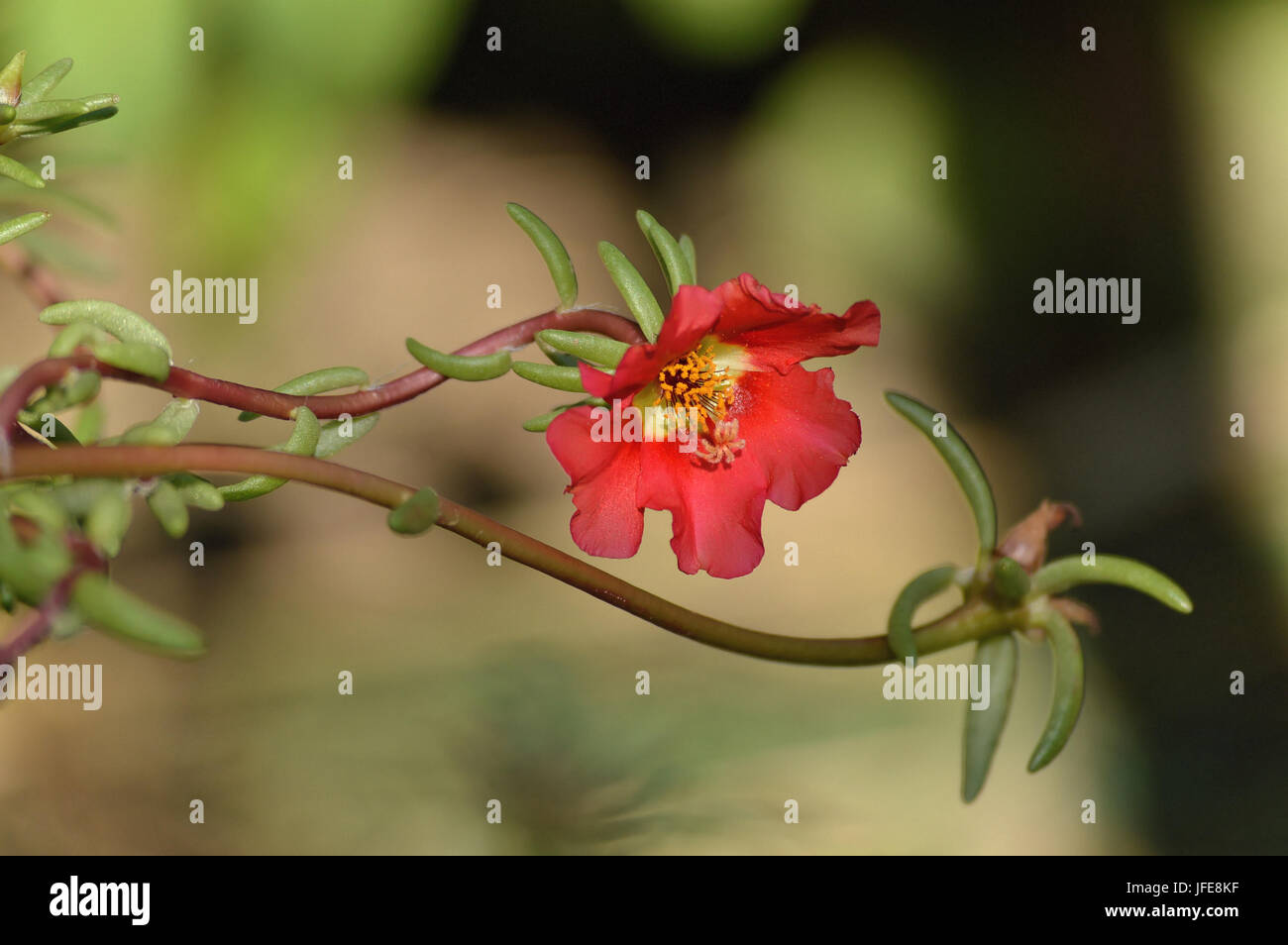 Kleine rote Blume mit seidigen Blütenblätter, eine lange schlanke Stiel und schlanke Blätter werden für Blume Kalenderseite verwendet Stockfoto