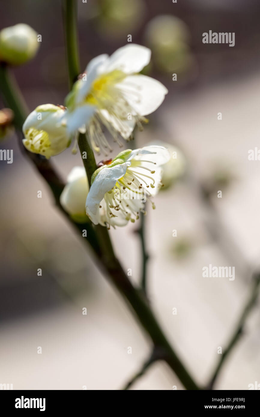 Weiß Pflaumenblüten blühen Stockfoto