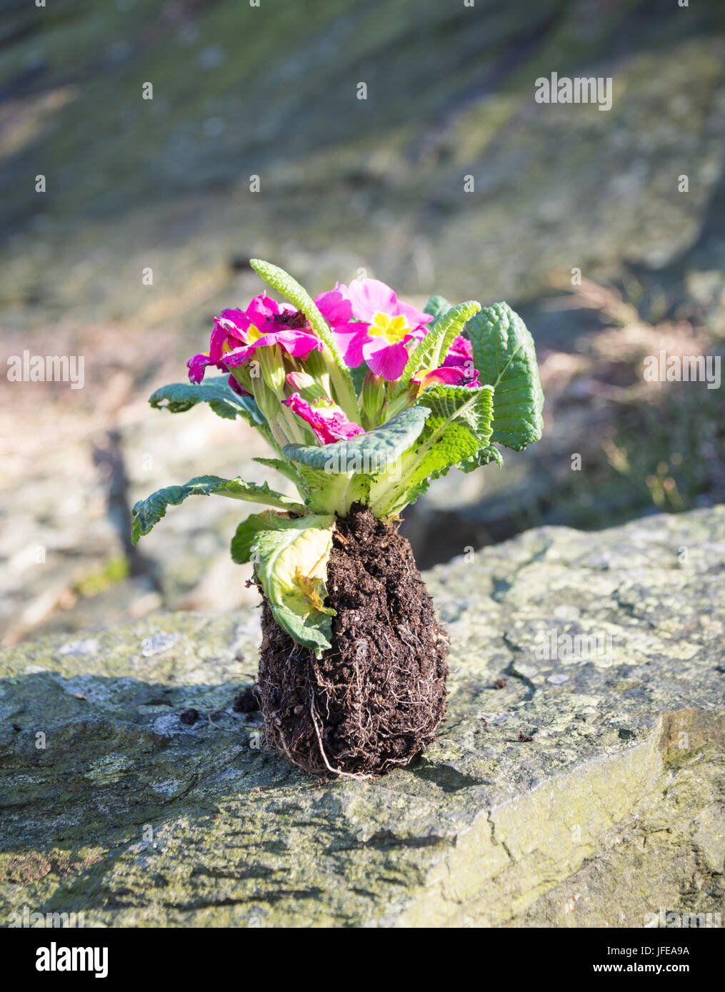 Erdscholle mit blühenden Primula Anlage Stockfoto