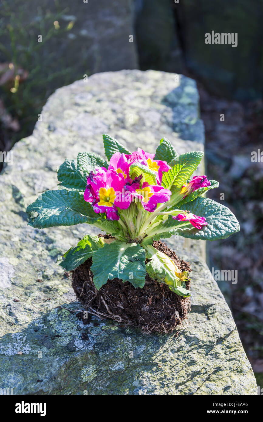 Erdscholle mit blühenden Primula Anlage Stockfoto