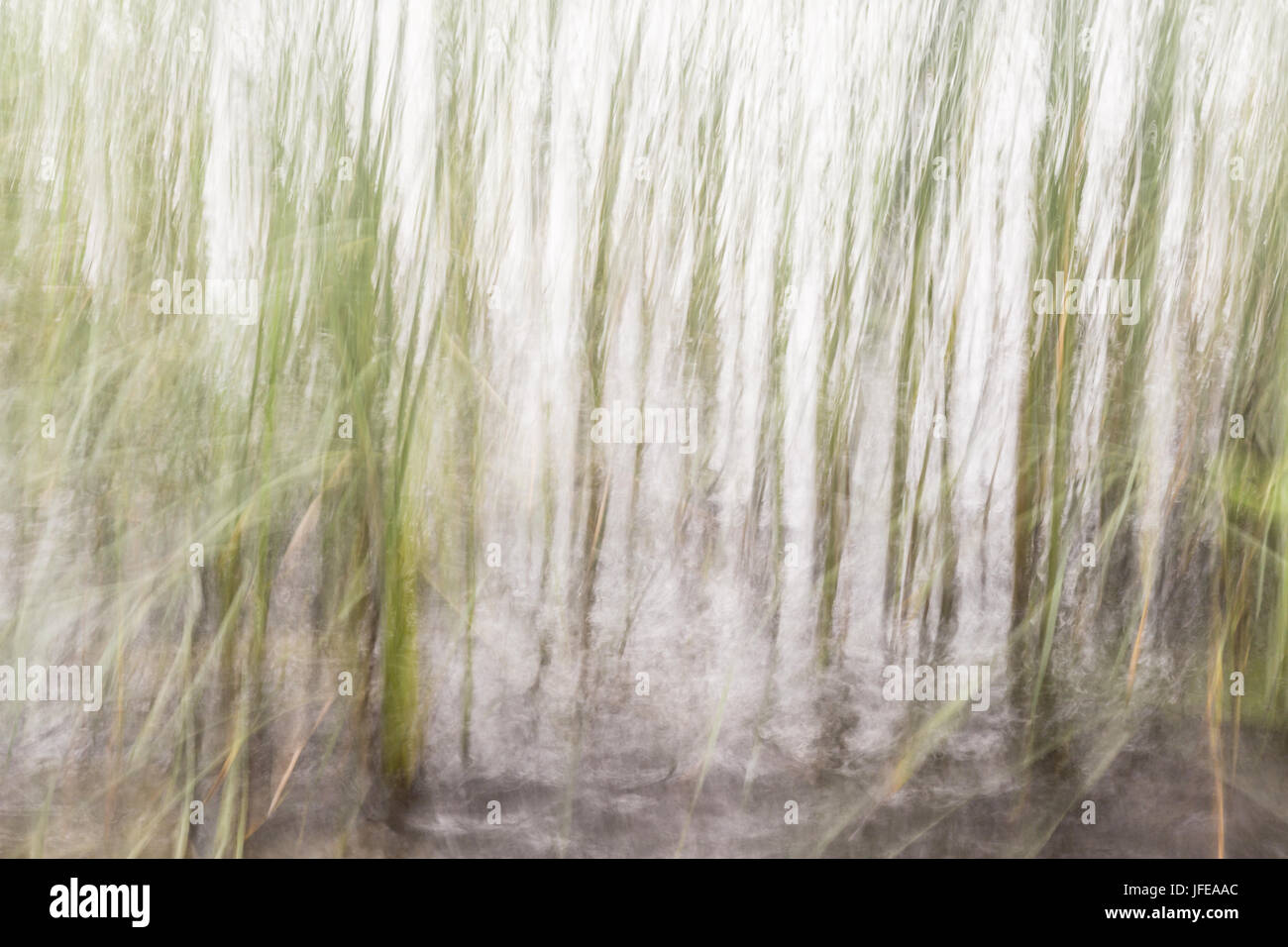 Reed Stockfoto