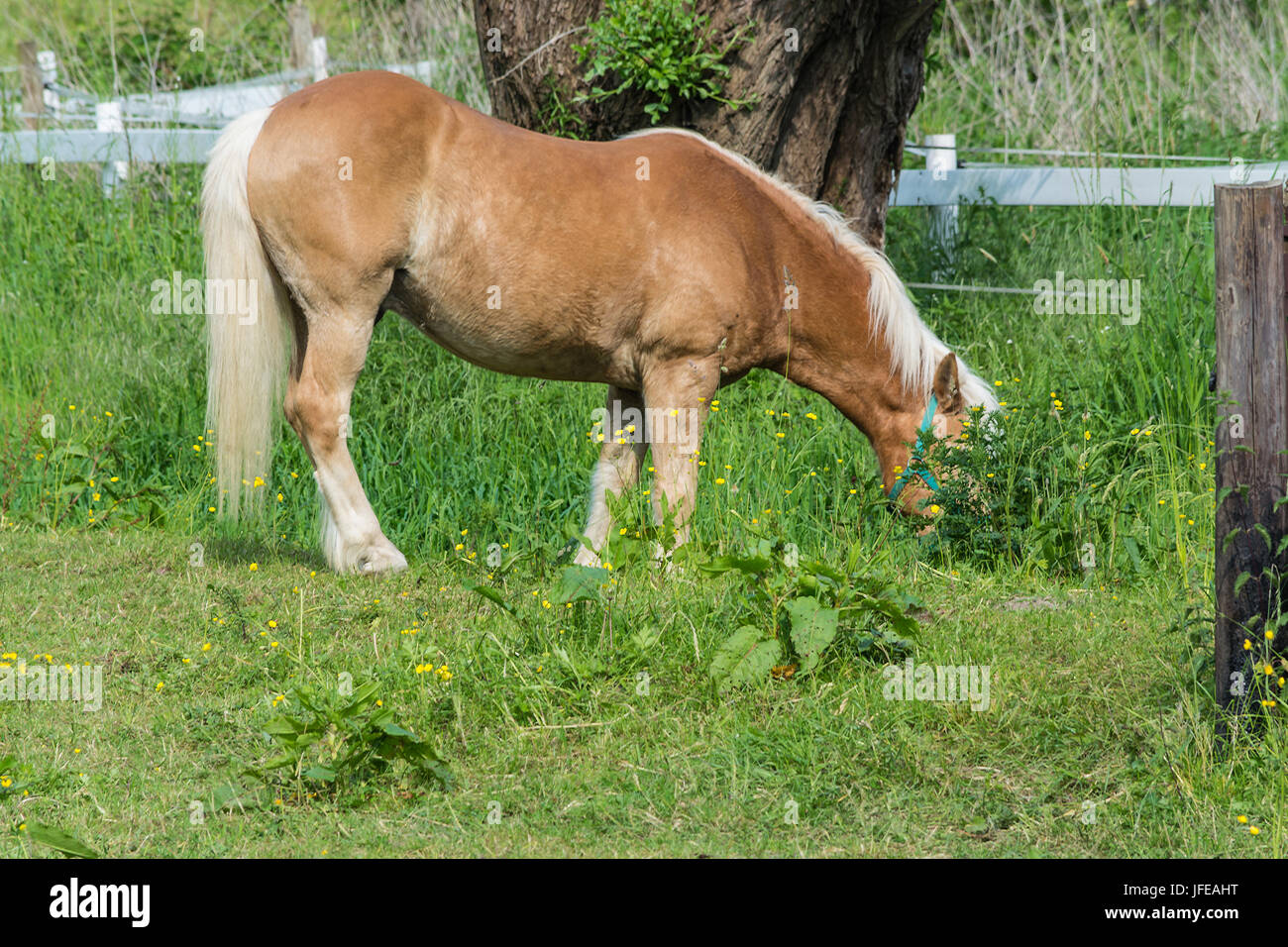 Braune Pferd auf einer Weide Stockfoto