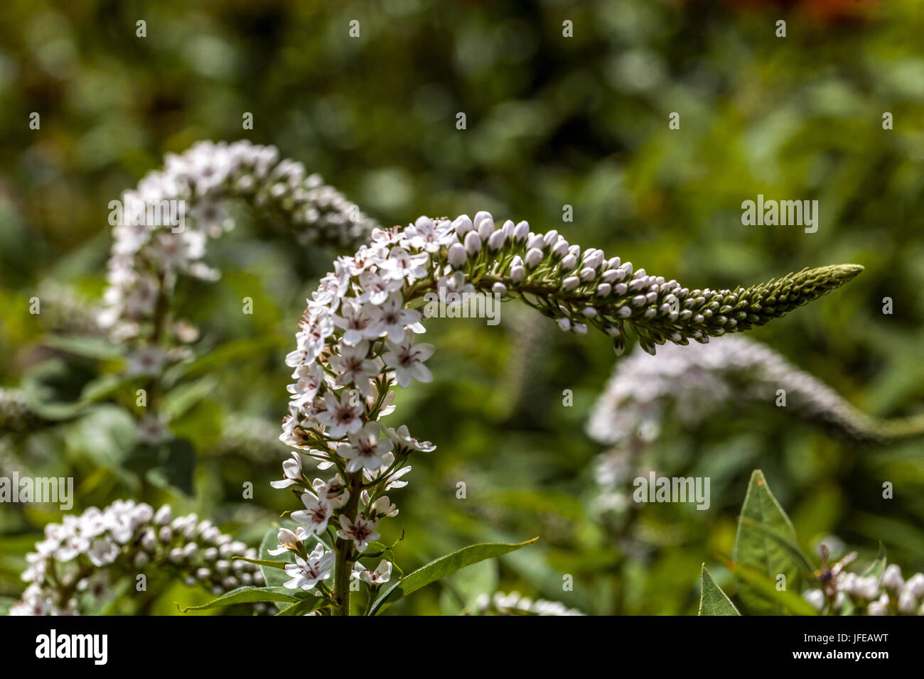 Lysimachia clethroides Stockfoto